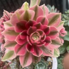 アフラダイティ　多肉植物のサムネイル