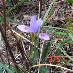 山アヤメ　根付き苗　観葉植物　植物のサムネイル