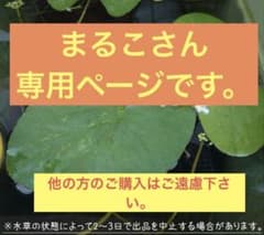 水草のサムネイル
