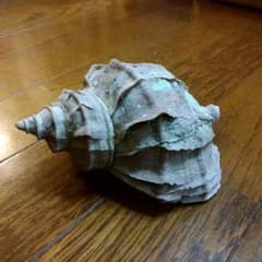 ツブガイのサムネイル