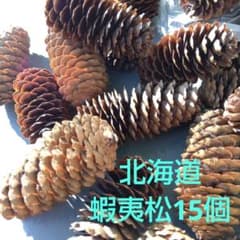 松ぼっくり、蝦夷松入荷、平均長53mm,平均径26mm 使いやすい15個セットのサムネイル