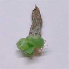 多肉植物 弥生桜 葉挿し1枚のサムネイル