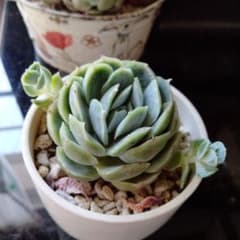 SALE❗️.:* ꕤ カット苗ꕤ*.゜多肉植物 ꕤ 韓国苗 ꕤ T65 多肉植物♡*ꕤ*.カット苗✿ - メルカリ