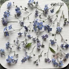 No,638 わすれな草　ドライフラワー花材のサムネイル