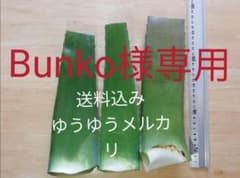 アロエベラ葉っぱ3枚【ゆうゆうメルカリ】のサムネイル