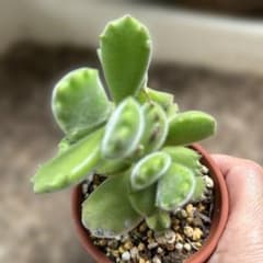 多肉植物 熊童子 抜き苗のサムネイル