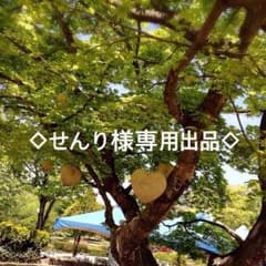 せんり様専用  ノルン 千里ブロマイドのサムネイル