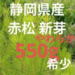 静岡県産天然 赤松三鈷松新芽 緑 500g 枝付き＠即購入可能 - メルカリ