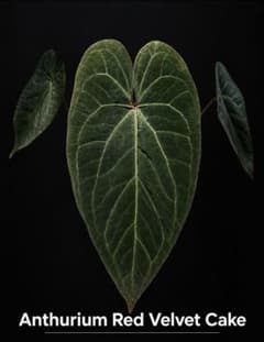 Anthurium 'Red Velvet Cake'のサムネイル