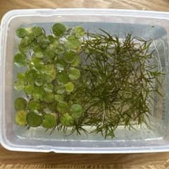 水草増量セット ナヤス・アマゾンフロッグピットのサムネイル