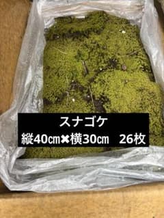 スナゴケ　苔　砂苔　送料込みのサムネイル