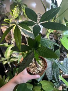 パキラ 観葉植物のサムネイル