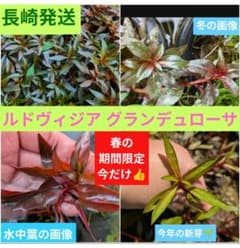 水上葉 レッドルブラ - メルカリ