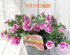 カリブラコア 【カリタスティックダブル ピンカドット】 花苗 3.5号 1