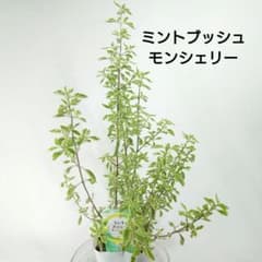 ミントブッシュ　モンシェリー　常緑低木　オージープランツ　プロスタンテラ　133のサムネイル