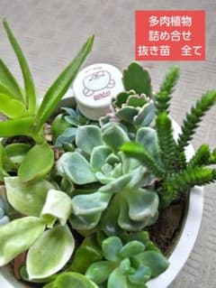 多肉植物 詰め合せ 抜き苗 全て りんご火まつり 胡蝶の舞錦他 - メルカリ