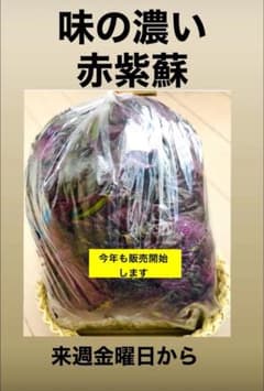 赤紫蘇　葉のみ1キロ　ちぢれ赤紫蘇のサムネイル