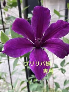 クレマチス　アフロディーテエレガフミナ挿木苗②のサムネイル