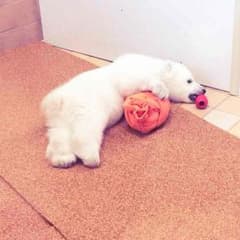 雅様専用のサムネイル