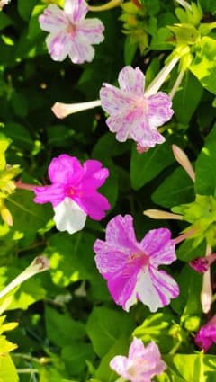 オシロイバナ　種　100粒以上　花のタネのサムネイル