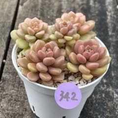 SALE❗️342多肉植物 つぶつぶ屋 小梅 カット苗 寄せ植え❣️ - メルカリ