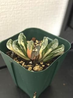 ハオルチア　玉扇錦　カキ仔のサムネイル
