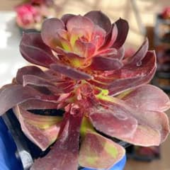 多肉植物 アエオニウム ハロウィン錦 花月夜 抜き苗 - メルカリ