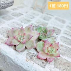 訳あり特価品◎マリア◎多肉植物 カット苗 韓国苗 エケベリア等 - メルカリ