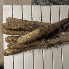 青森県産春堀り長芋のサムネイル