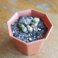 多肉植物　リトープス　風鈴玉のサムネイル