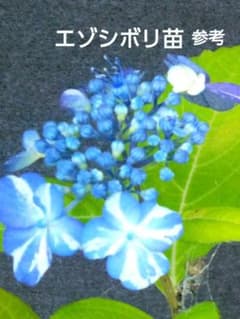 山野草・ヤマアジサイ苗・画像のエゾシボリ苗お届けいたします