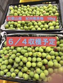 激安！今だけ！和歌山産　南高梅　10kg　訳あり品　傷や斑点有りのサムネイル