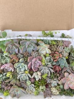 多肉植物　カット苗　寄植え用のサムネイル