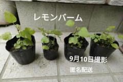 【レモンバーム 】〈4苗セット〉農薬不使用のサムネイル