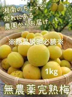 ⑮ ☆ゆ 様専用☆ 梅 完熟梅 1kg 訳あり 無農薬のサムネイル