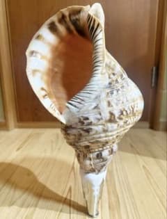 特大修験道法螺貝40㎝ 山伏 密教 魔除け 熊よけ❣️ホラガイ