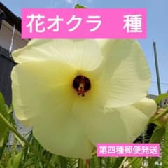 【春まき】花オクラ　種　100粒☆希望者様のみオマケ付　第四種郵便発送のサムネイル