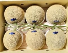高知産 温室マスクメロン 6玉 約8，1Kg 家庭用 北海道沖縄発送不可