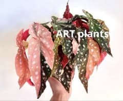 ベゴニア マクラータ 斑入り 発根管理 - メルカリ