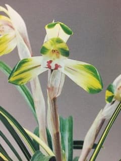 日本春蘭 対馬『幽玄』3本立 春蘭 中国蘭 東洋蘭 山野草 多肉植物 盆栽