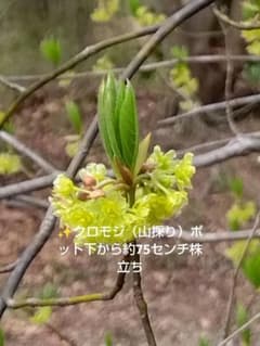 ✨️クロモジ（山採り）1株 ポット下から約90センチ - メルカリ