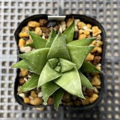 多肉植物 ハオルチア 白羊宮 抜き苗のサムネイル