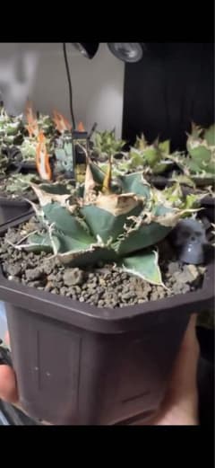 アガベ オテロイ　オアハカ　緑幽霊　実生　agave チタノタ　titanota アガベ オテロイ オアハカ 緑幽霊 実生 agave チタノタ titanota