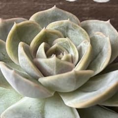 ブルーサプライズ 抜き苗 多肉植物のサムネイル