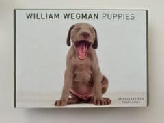 William Wegman ワイマラナー ポストカード 38枚 BOX入りのサムネイル