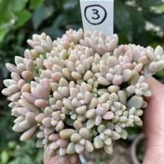 多肉植物セダム「姫秋麗」根付きポットごと ③のサムネイル