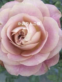 バラ苗 購入前にコメント - メルカリ