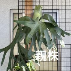 ビカクシダ　シルキーホワイトのサムネイル