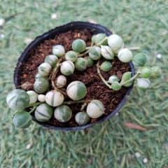 新春セール♪斑入りグリーンネックレス マーブルネックレス錦 セダム