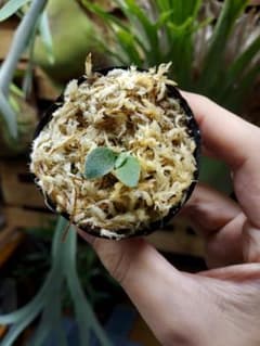 ドワーフ4株セット　胞子培養　ビカクシダ　コウモリラン ドワーフ2株セット ビカクシダ 胞子培養 3 コウモリラン - メルカリ